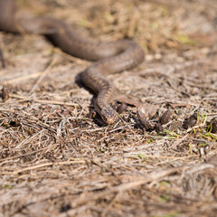Closeup of a viper creeping on dried grass on a sunny day. Poisonous snake, which is widespread in the European part.