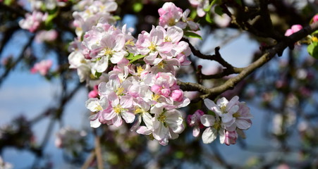 Wunderschöne Apfelblüten im Sonnenschein