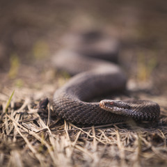 Closeup of a snake crawling over dried grass. Poisonous snake, common viper, lives in the European part.