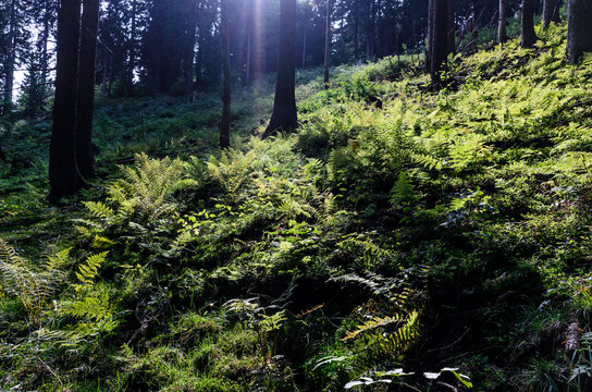 primary forest at reichraminger hintergebirge, national park kalkalpen, austria