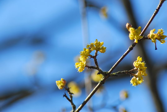 Bl&uuml;tenknospen einer Kornelkirsche (Cornus mas)