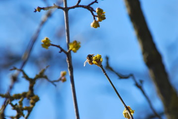 Blütenknospen einer Kornelkirsche (Cornus mas)
