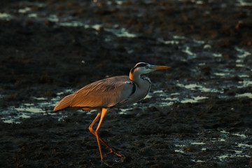 great blue heron