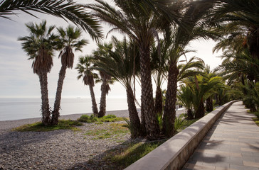 palm trees on a beach in spain