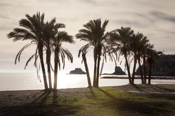 Fototapeta na wymiar palm trees on a beach in spain