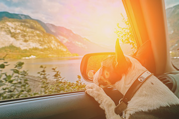 Curious traveling puppy dog in the car looking at the alps mountains sunset over austrian alps lake. Family vacation concept. Lake Hallstatt Austria in sunrise morning light