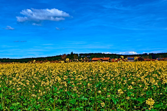 Yellow Feild Of Flowering Rapeseed Canola Or Colza Brassica Napus, Plant For Green Rapeseed Energy, Rape Oil Industry And Bio Fuel In Europe.