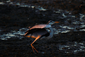 great blue heron in the water