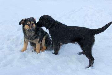 two stray dogs sitting in the snow