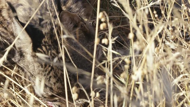  Iberian lynx eating
