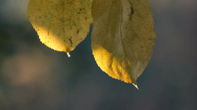 Yellowed autumn foliage of an apple tree moves on a blurred green background.