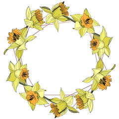 Vector Yellow Narcissus floral botanical flower. Engraved ink art. Frame border ornament square.