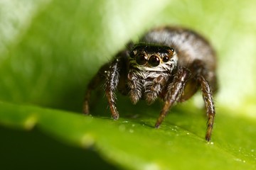 Araignée sauteuse