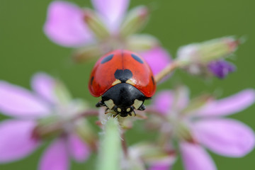 ladybug with heart