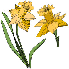 Vector Yellow Narcissus floral botanical flower. Engraved ink art. Isolated narcissus illustration element.