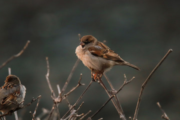 sparrow on branch