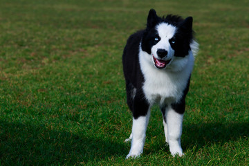 Dog breed Border Collie