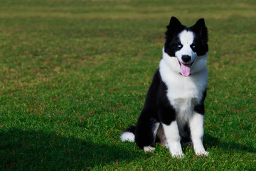 Dog breed Border Collie