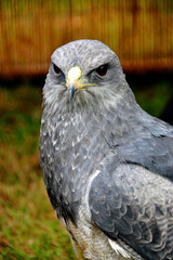 Chilean Eagle Black Chested Buzzard Eagle geranoaetus melanoleucus