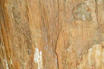 Natural background, fossilized wood