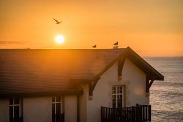 Birds on a roof in the sunset with ocean in the background