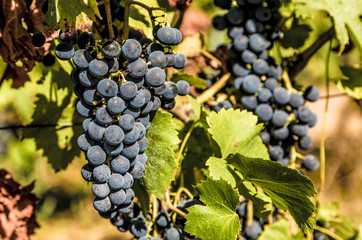 Rebe an einem Weinstock im Sommer