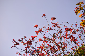 Beautiful colorful leaf nature view on blue sky background - image