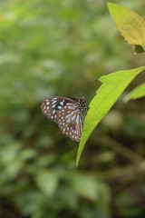 butterfly on leaf