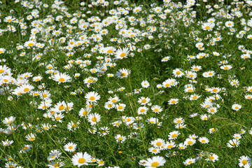 White daisy flowers