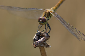 Dragonfly close-up