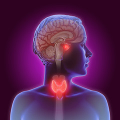 3d illustration of the thyroid gland and pituitary gland part of the endocrine system