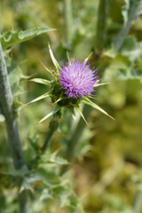 Milk thistle