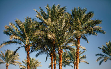 Fototapeta premium Capturing a glimpse of the world. Gorgeous dynamic range, also there are lots of details throughout the photo in the palm trees and deep sky.