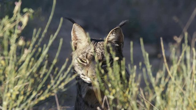 Iberian lynx foreground