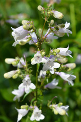 Foxglove beardtongue Husker Red