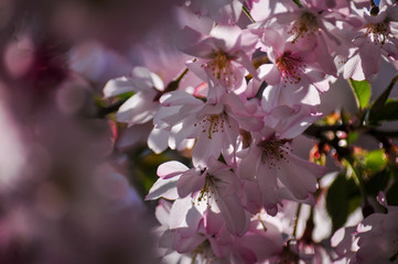 Kirschbaumblüten