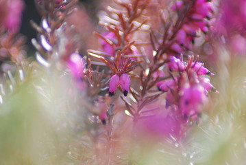 Schneeheide (Erica carnea)