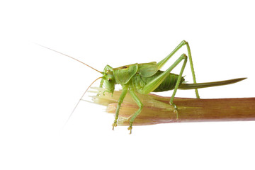 green grasshopper sitting on branch isolated on white background closeup