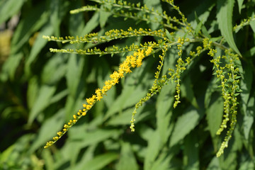 Canadian goldenrod