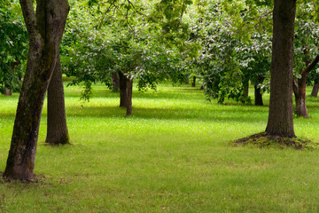 Fototapeta na wymiar Well-kept Park with bright green grass and trees with leaves