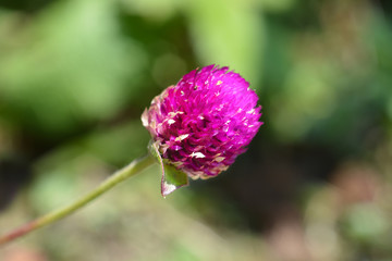 Globe amaranth Violacea
