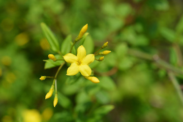 Obraz premium Italian jasmine