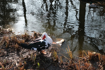 Canard de Barbarie mâle