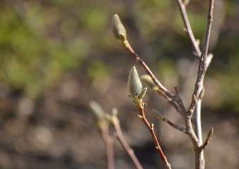 Large spring magnolia buds, spring and heat concept
