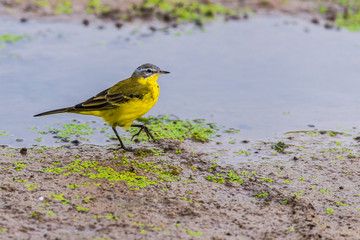 Yellow wagtail or Motacilla flava feldegg