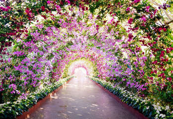 Tunnel of orchid flowers in park