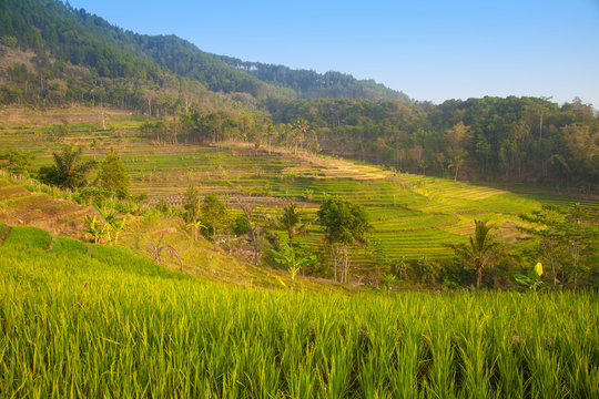 Rice paddies near Borobudur, Magelang, Java, Indonesia