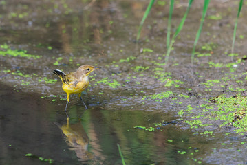 Female Western Yellow Wagtail or Motacilla flava