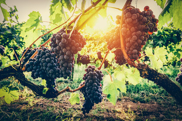 Grapes in vineyard. Tuscany, Italy