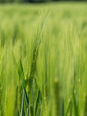 Getreide 02 © Lichtbildmanie